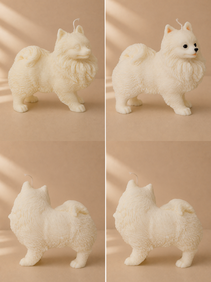 Volpino di Pomerania