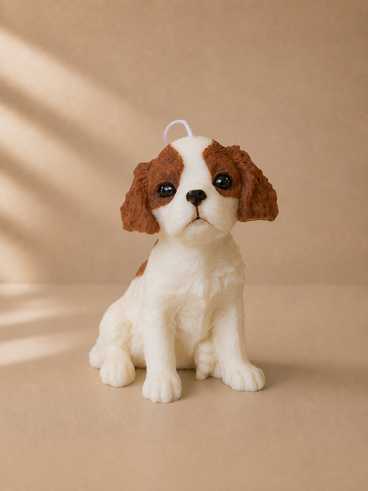 Cavalier King Charles Spaniel