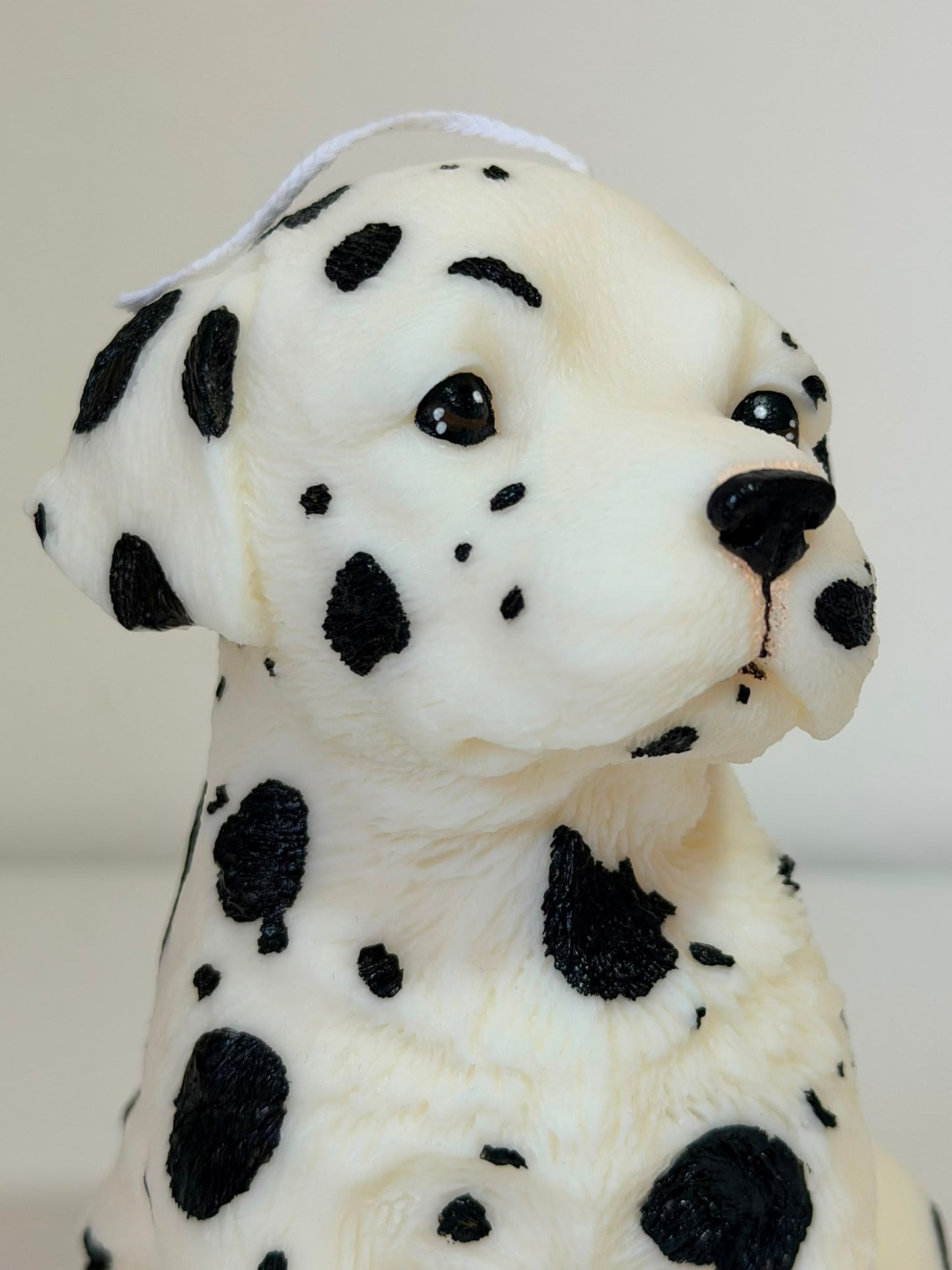 Dalmata