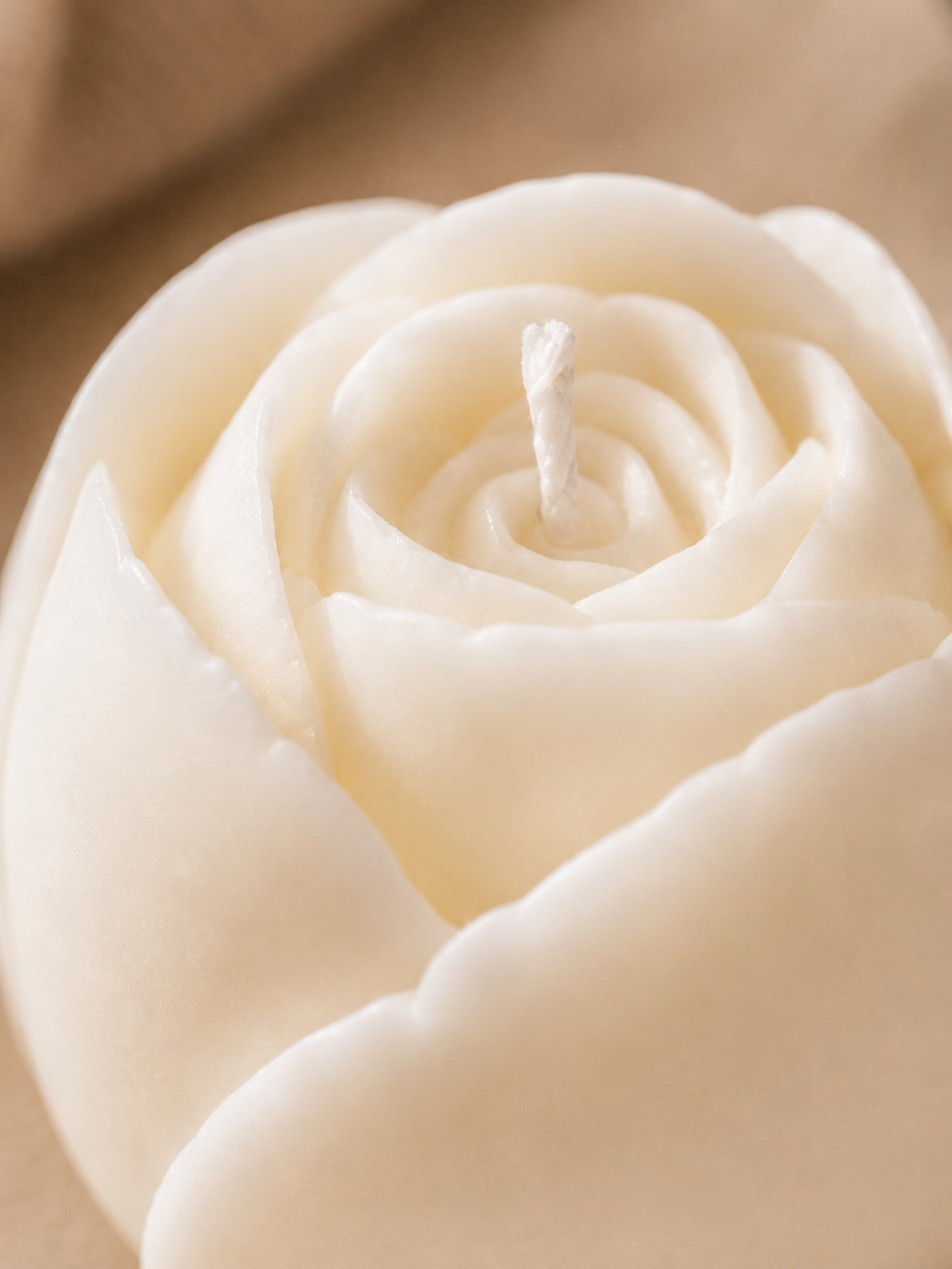 Little rose