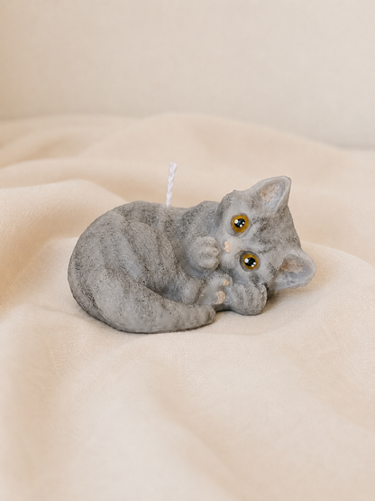 Gattini