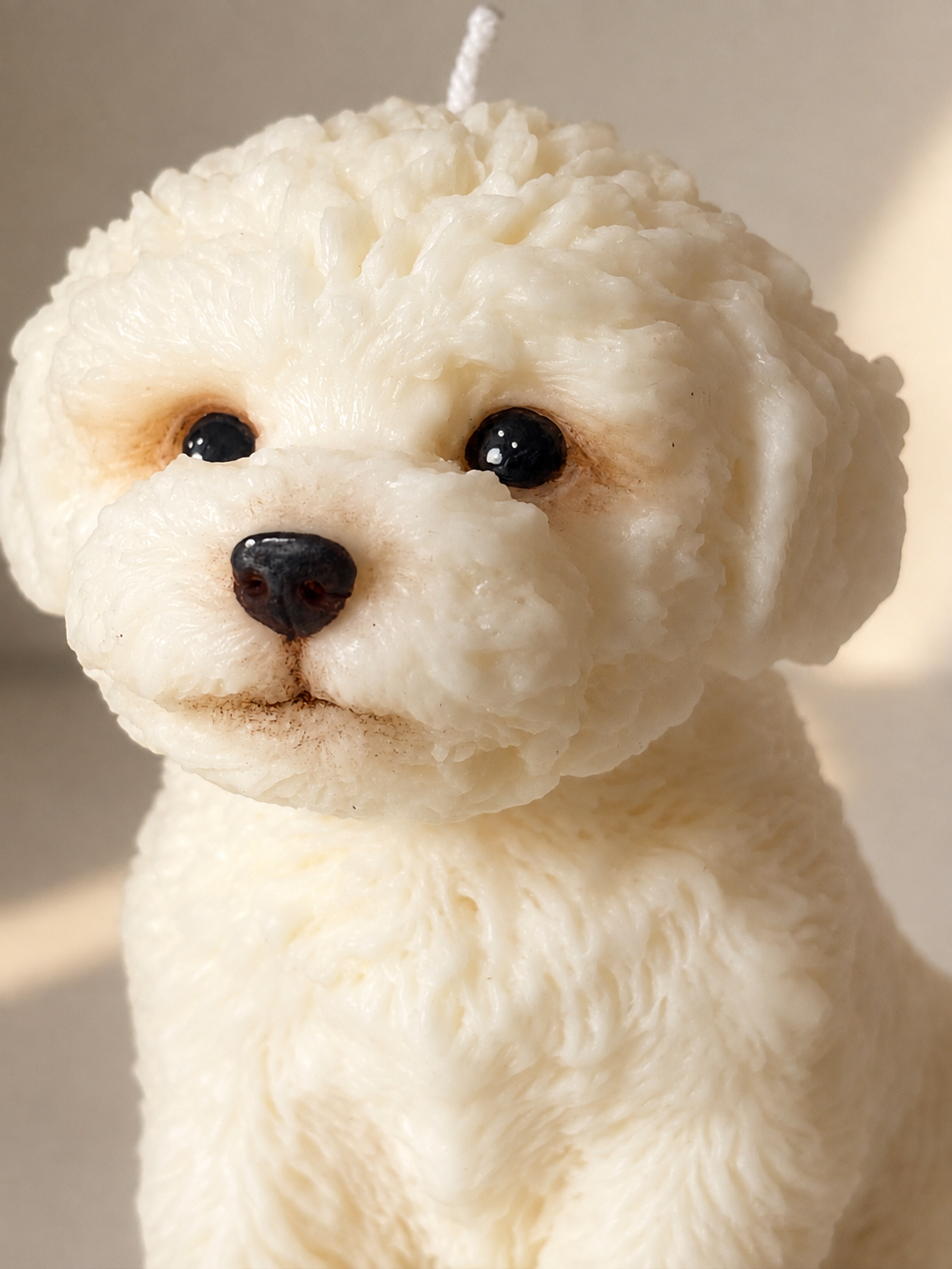 Maltese