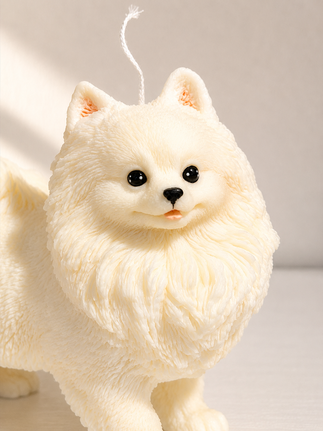 Volpino di Pomerania