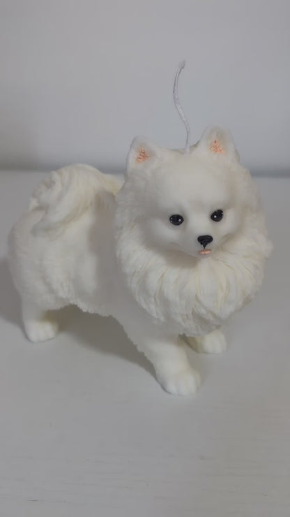 Volpino di Pomerania