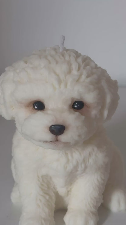 Maltese