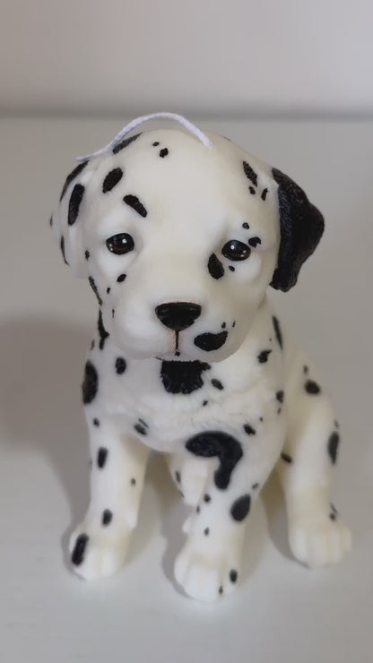 Dalmata