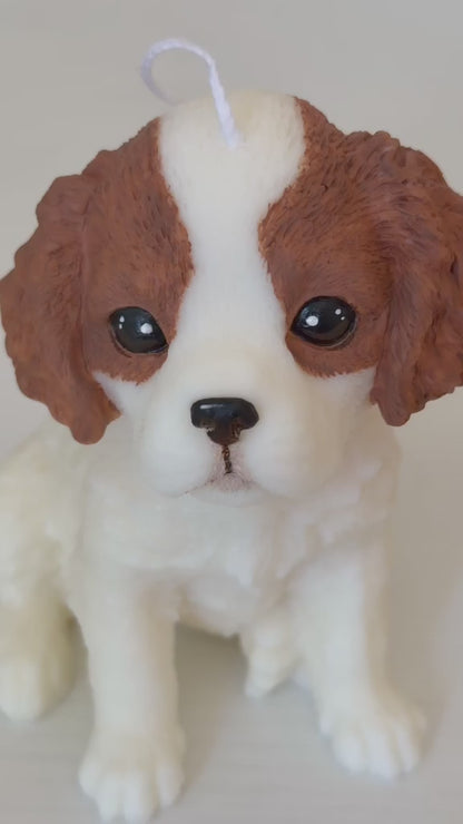 Cavalier King Charles Spaniel